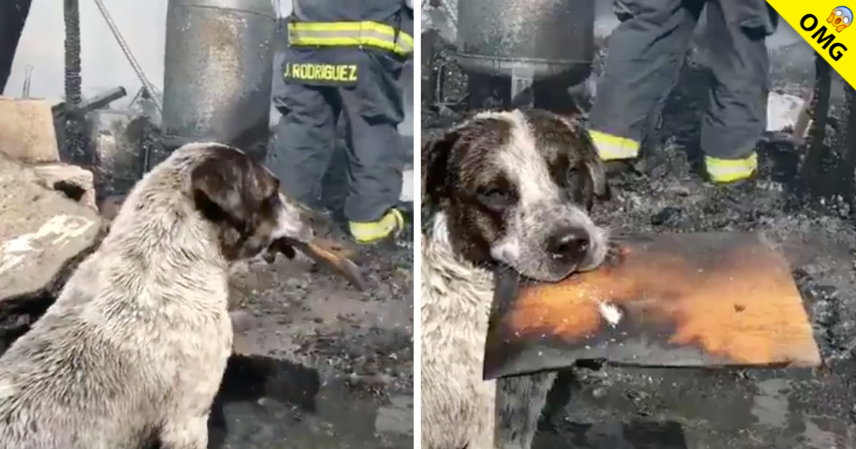 Perrito llora al ver su casa destruida por un incendio