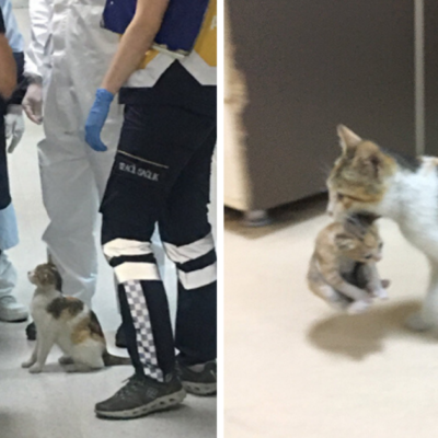 Gatita lleva a su cría enferma al hospital para pedir ayuda