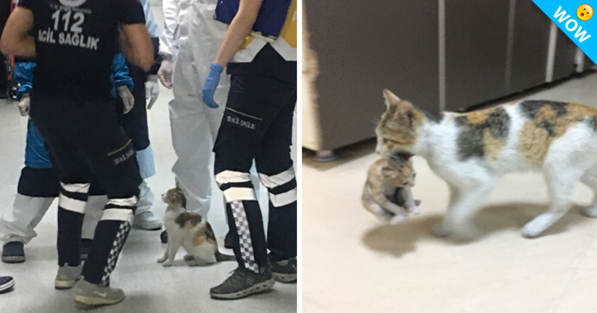 Gatita lleva a su cría enferma al hospital para pedir ayuda