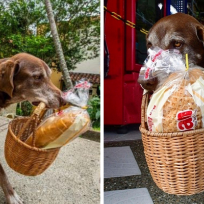 Asaltan a Eros, un perrito que ayudaba a entregar despensas