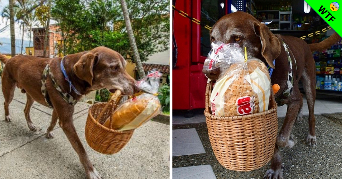 Asaltan a Eros, un perrito que ayudaba a entregar despensas