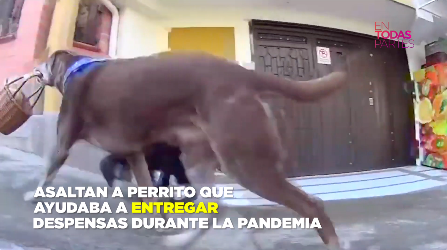 Asaltan a perrito que ayudaba a entregar despensas