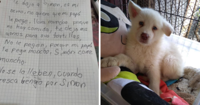 Así luce Simón, el perrito que fue abandonado por su dueño