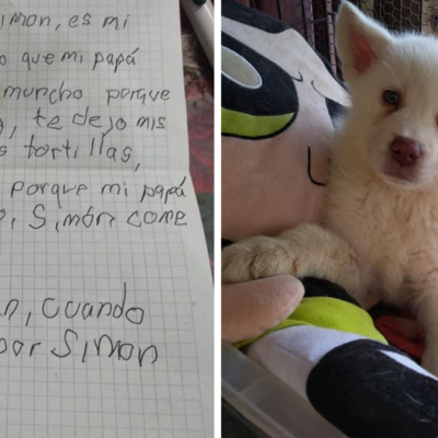 Así luce Simón, el perrito que fue abandonado por su dueño