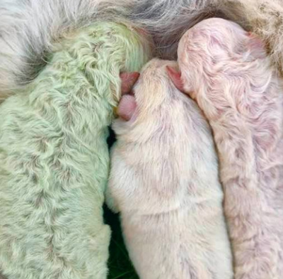 Conoce a Pistacho, un cachorro color verde nacido en Italia