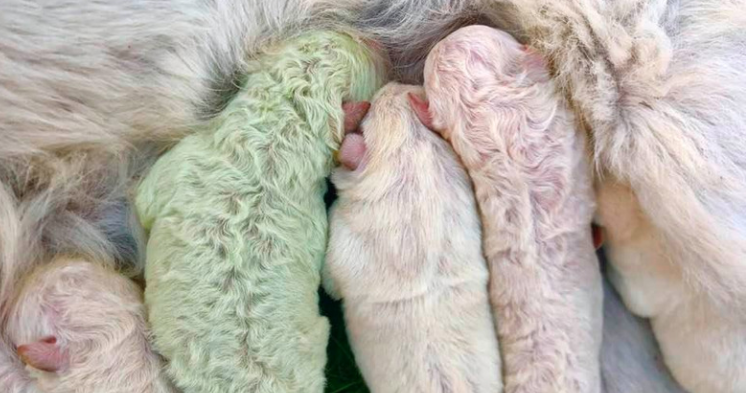 Conoce a Pistacho, un cachorro color verde nacido en Italia