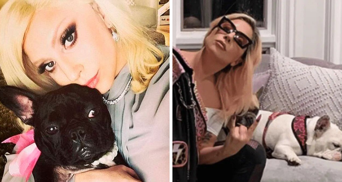 Lady Gaga ofrece recompensa de miles de dólares, tras secuestro de sus perros