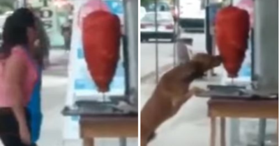 Perrito muerde trompo de tacos y video se viraliza