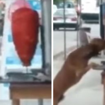 Perrito muerde trompo de tacos y video se viraliza