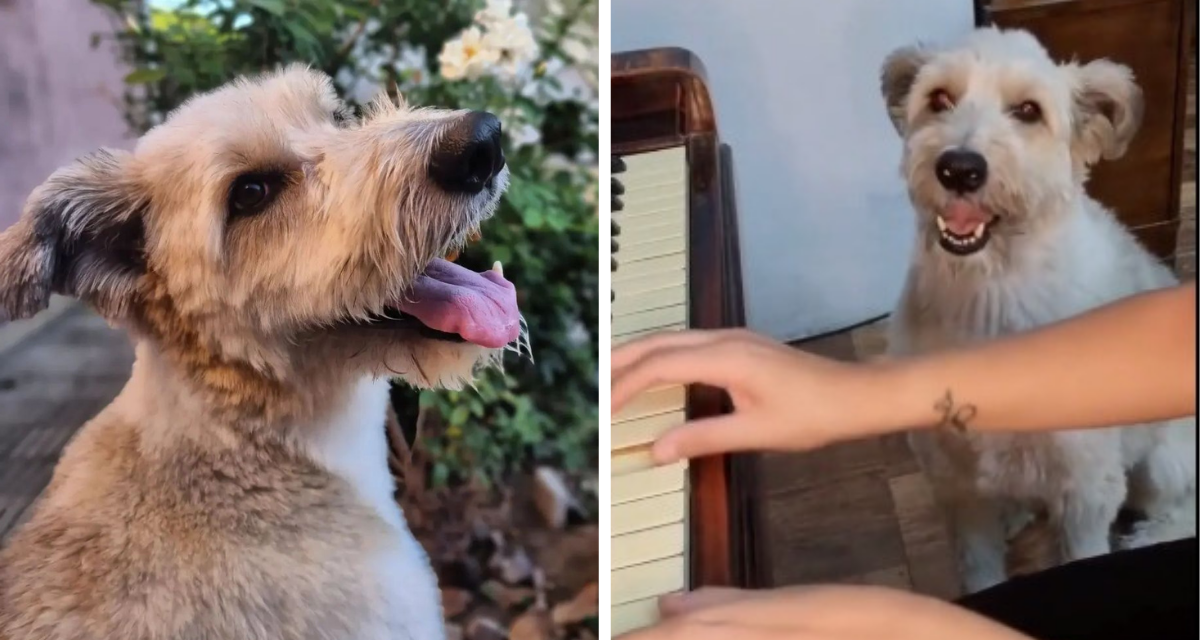 Perrito “cantando junto a su dueña mientras toca el piano es la sensación de TikTok