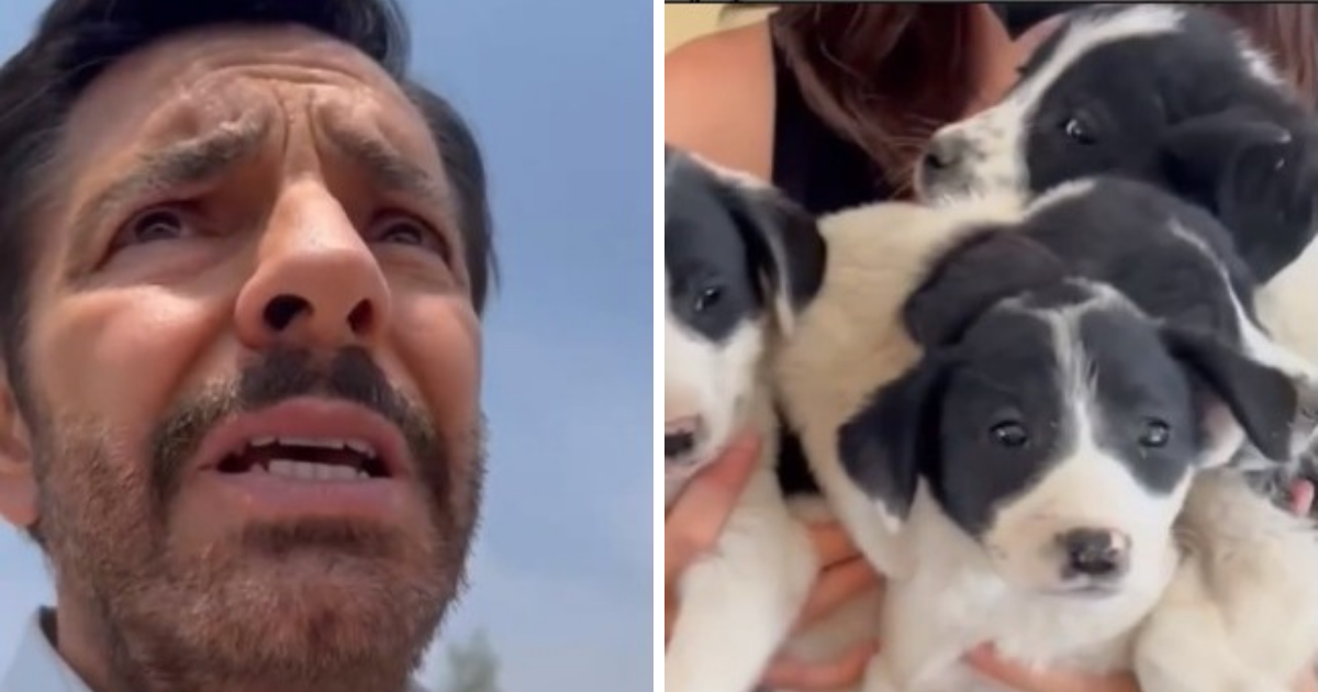 Eugenio Derbez rescata perritos de la calle y los da en adopción