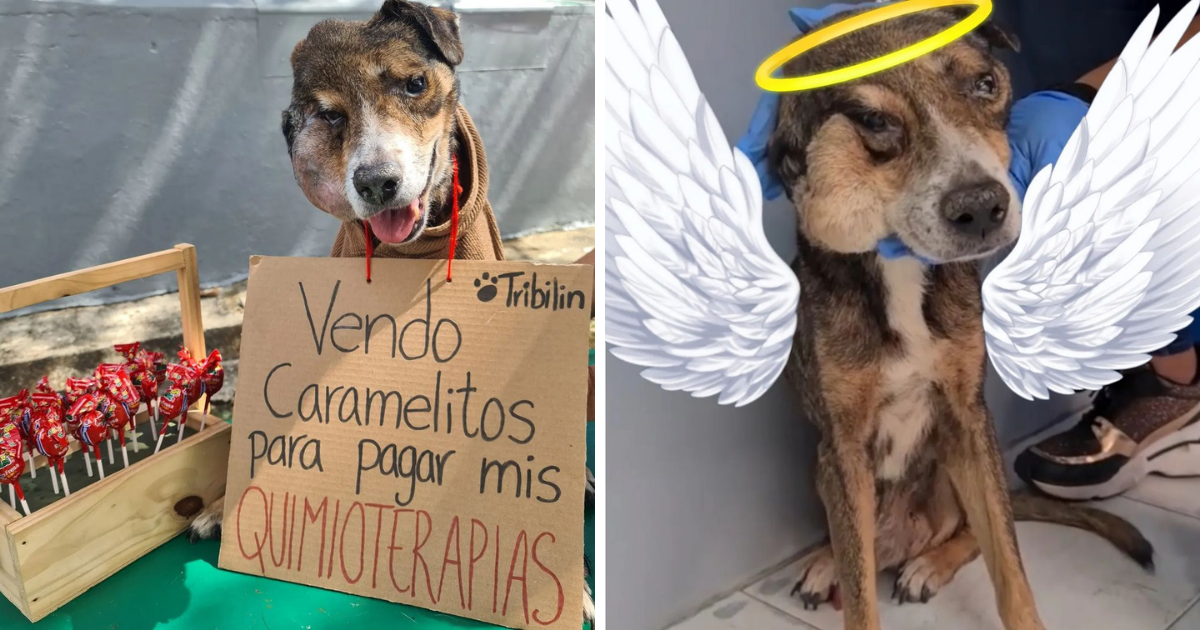 Muere Tribilín, un perrito que vendía dulces para pagar su quimioterapia
