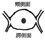 選項 C