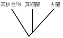 選項 A