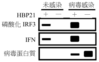 選項 C