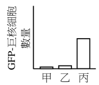 選項 C