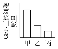 選項 A