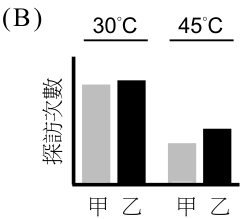 選項 B