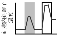 選項 B