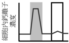 選項 D