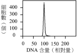 選項 C