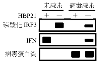 選項 A