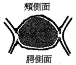 選項 A