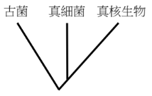 選項 C