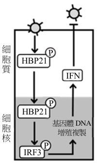 選項 A