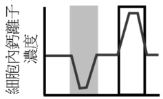 選項 C
