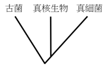 選項 E