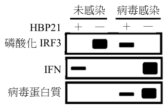 選項 B