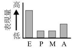 選項 C