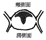 選項 D