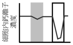 選項 A