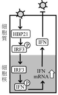 選項 C