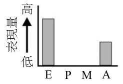 選項 A