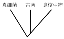 選項 D