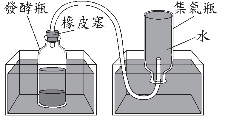 選項 B