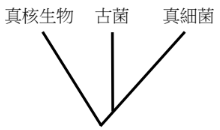 選項 B