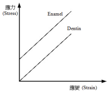 選項 C