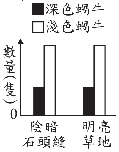 選項 D