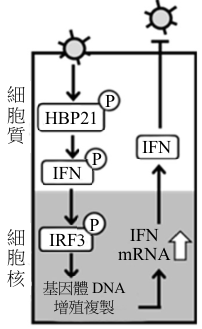 選項 D