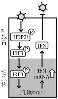 選項 B