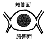 選項 B