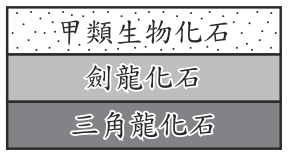選項 B