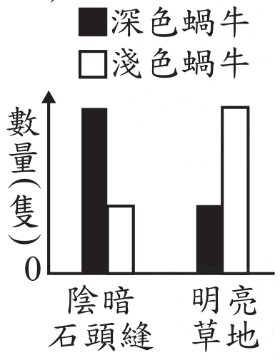 選項 B