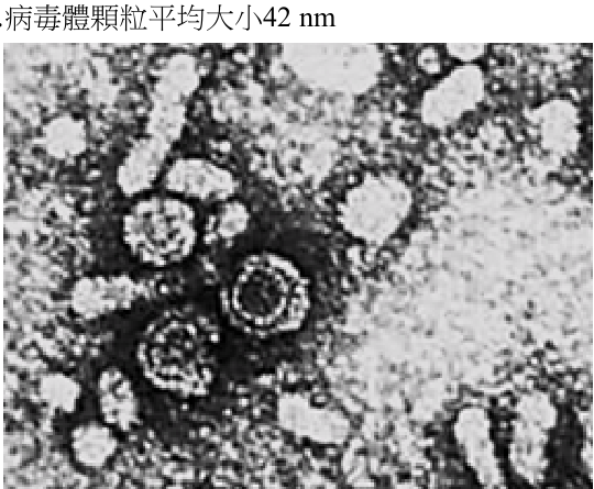 選項 C