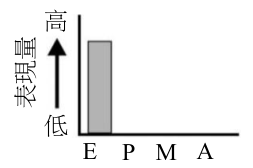 選項 B