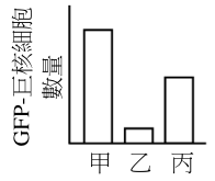 選項 B